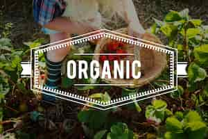 Free photo 100% nature organic freshly picked healthy eating