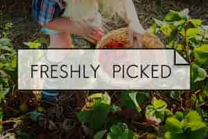 Free photo 100% nature organic freshly picked healthy eating