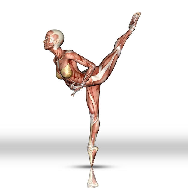 Free photo 3d female figure with muscle map in ballet pose