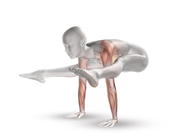 Free photo 3d female figure with muscle map in yoga position