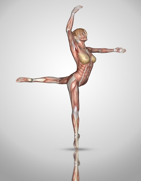 3D female medical figure in ballet pose