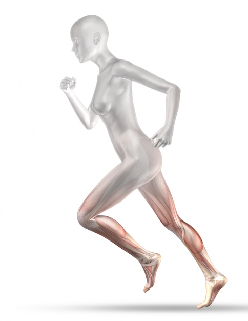 Free Photo 3d female medical figure with partial muscle map jogging