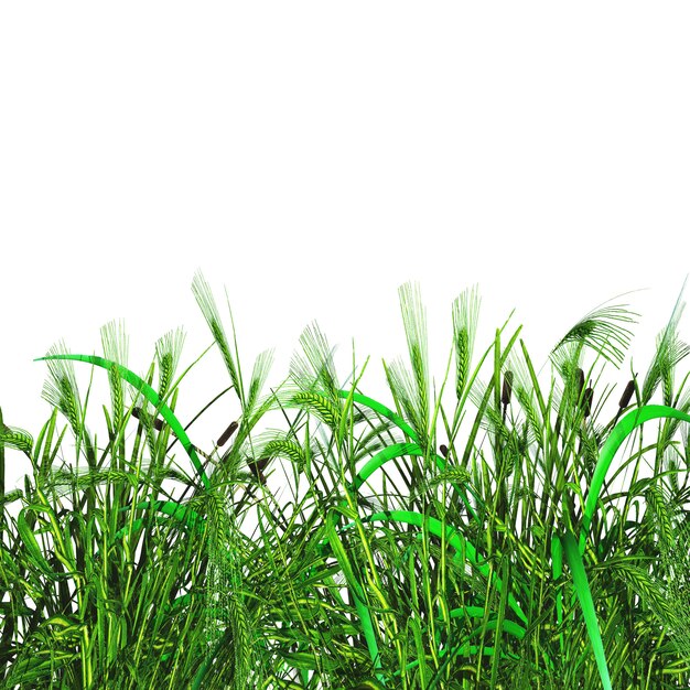 3D green grass and wheat on a white background