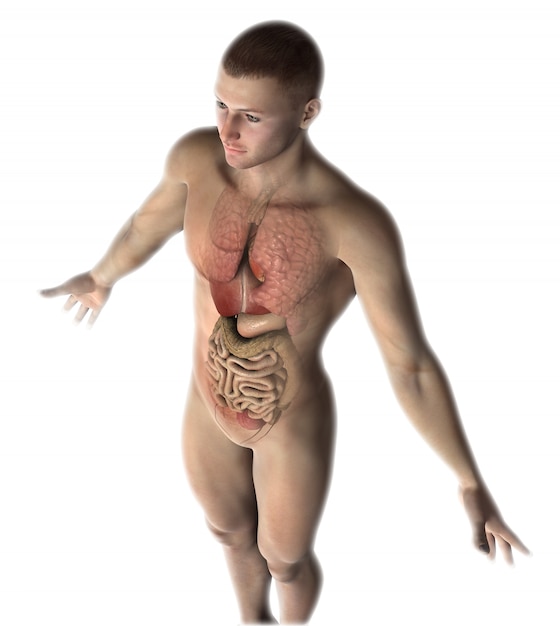 Free Photo 3d male figure with internal organs