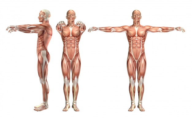 Free photo 3d male medical figure showing shoulder abduction and horizontal abduction