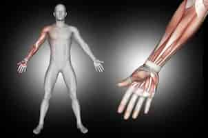 Free photo 3d male medical figure with arm muscles highlighted