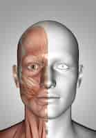 Free photo 3d male medical figure with close up of face with half showing muscle map