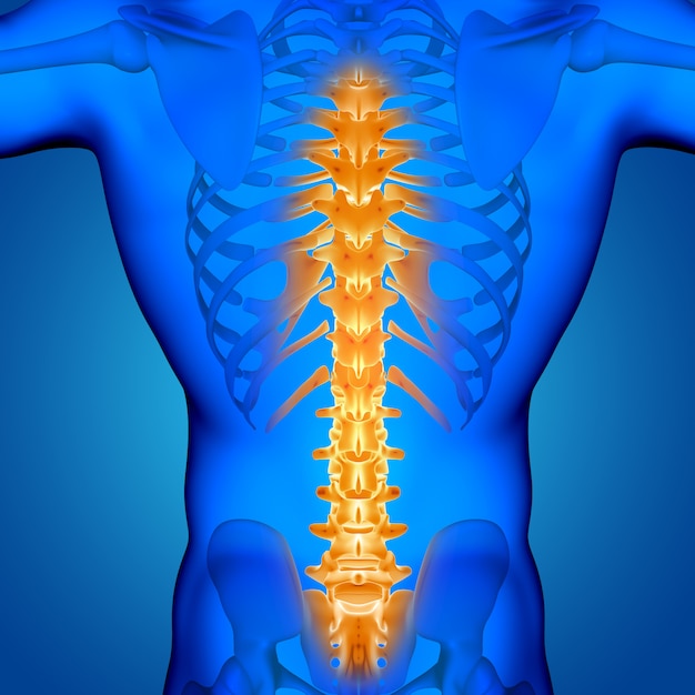 Free photo 3d male medical figure with spine highlighted