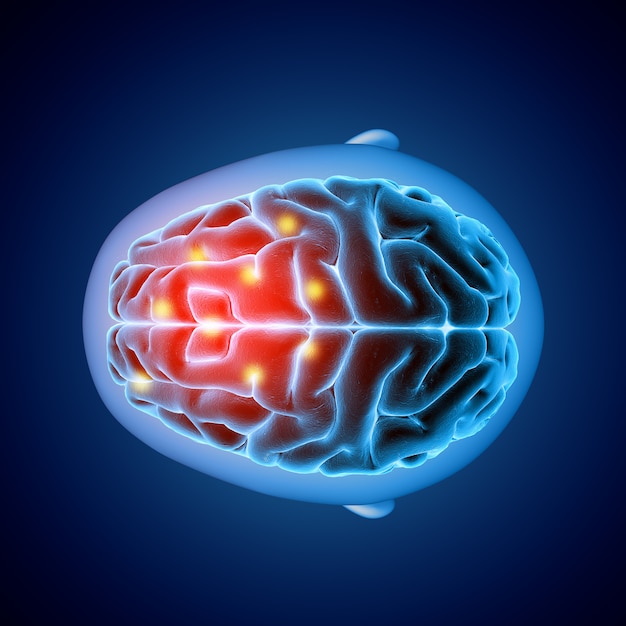 Free photo 3d medical image showing top view of a brain with parts highlighted