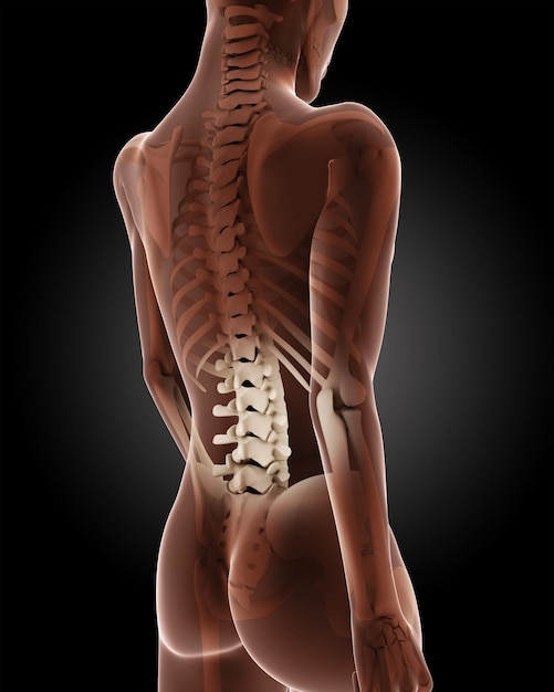 3D render of a female medical skeleton with close up on back