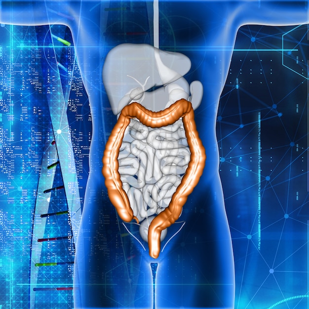 Free photo 3d render of a male medical figure with colon highlighted