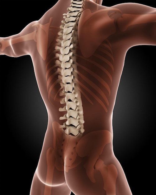 Free photo 3d render of a male medical skeleton with a close up on the back