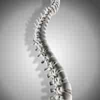 Free photo 3d render of spine