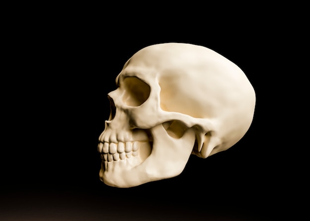 Free photo 3d view of skull