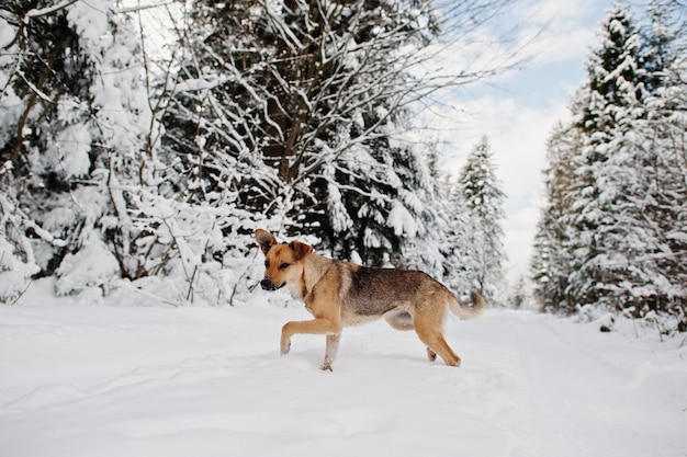 Free Photo abandoned dog on winter road of forest