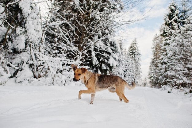 Abandoned dog on winter road of forest