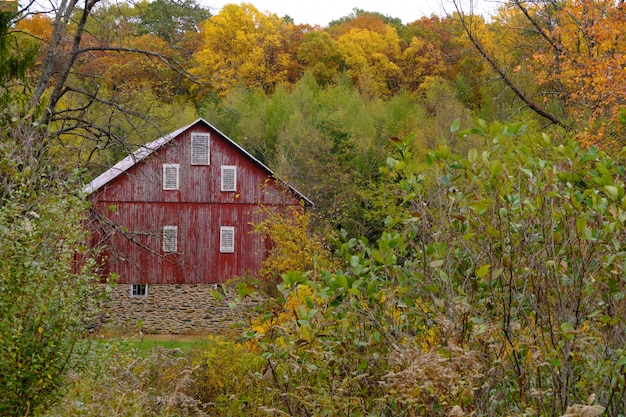 Free photo abandoned wooden cabin in a forest surrounded by a lot of trees