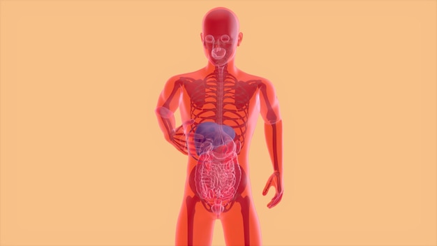 Free Photo abstract 3d anatomy of the digestive system