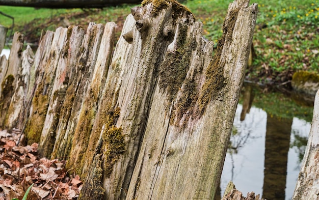 Free photo abstract background old wooden fence in front of a pond moss surface texture on wood with copy space selective soft focus on fence boards care for nature space ecology