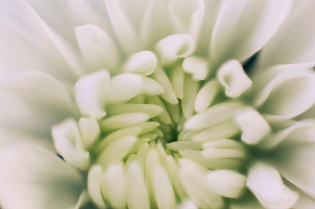 Free photo abstract background of white flower