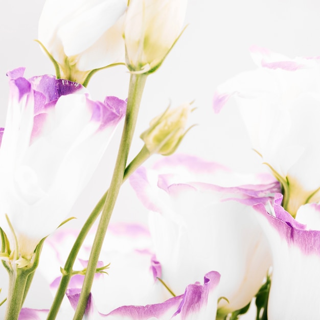 Abstract beautiful flower background 