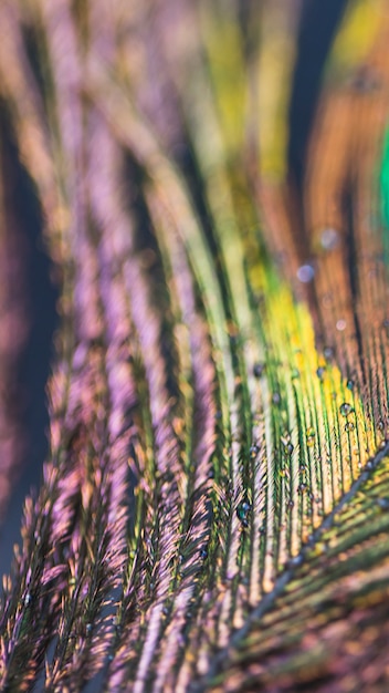 Free Photo abstract blurred macro peacock feather