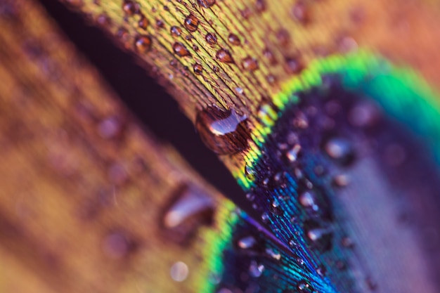 Free Photo an abstract image of a peacock feather with a water drop