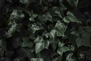 Free photo abstract ivy leaves background