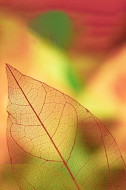 Abstract leaf veins with yellow