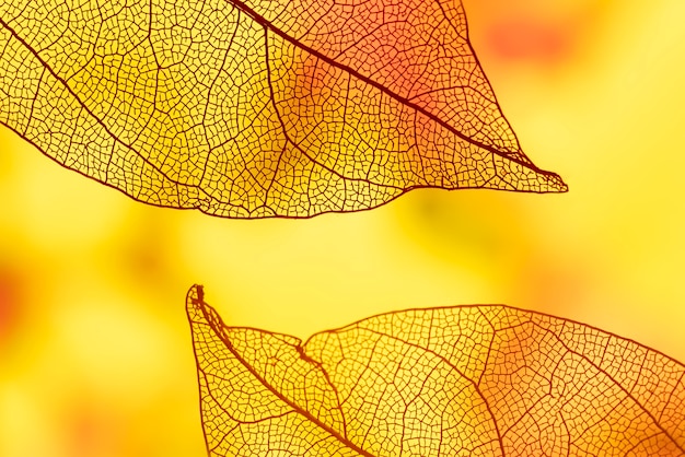 Abstract leaves with orange and yellow