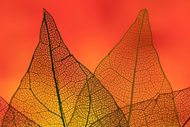 Free photo abstract leaves with red backlight