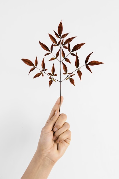 Abstract minimal plant with red leaves being help in hand