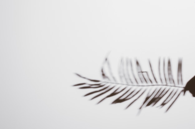 Abstract natural leaves shadow on white background