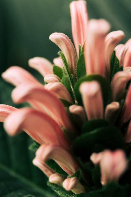 Abstract pattern of pink flower