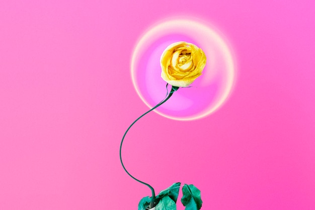 Free photo abstract pink background, trippy yellow rose flower