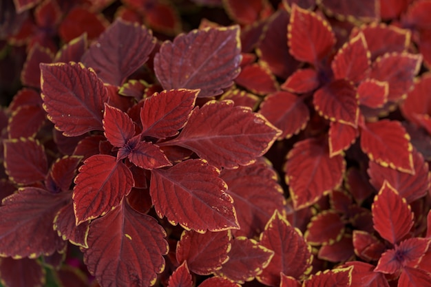 Abstract red plants foliage in nature