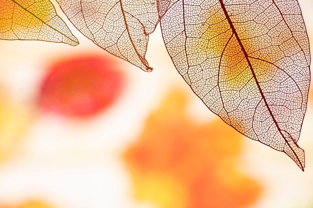 Free Photo abstract transparent autumn leaves