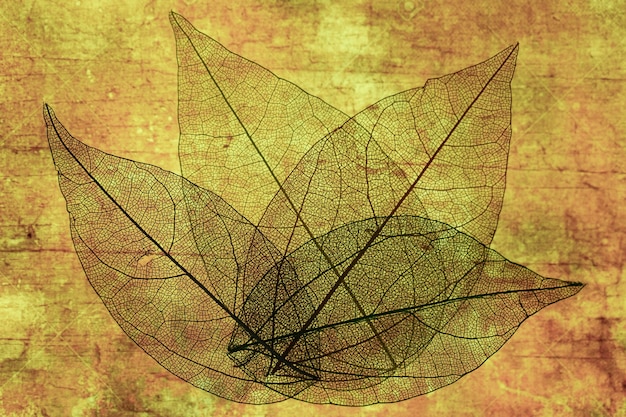 Free Photo abstract transparent autumn leaves