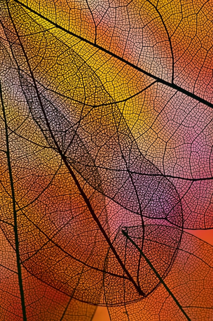 Free Photo abstract transparent leaves with red backlight