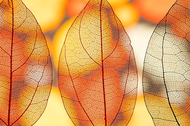 Free photo abstract transparent orange fall leaves