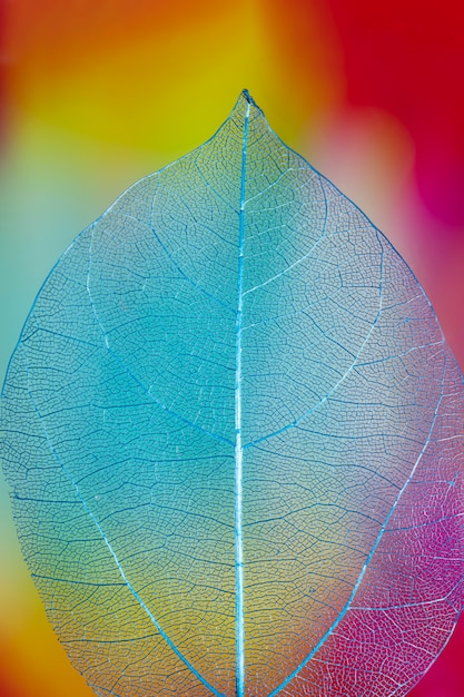 Free Photo abstract vivid colored autumn leaf