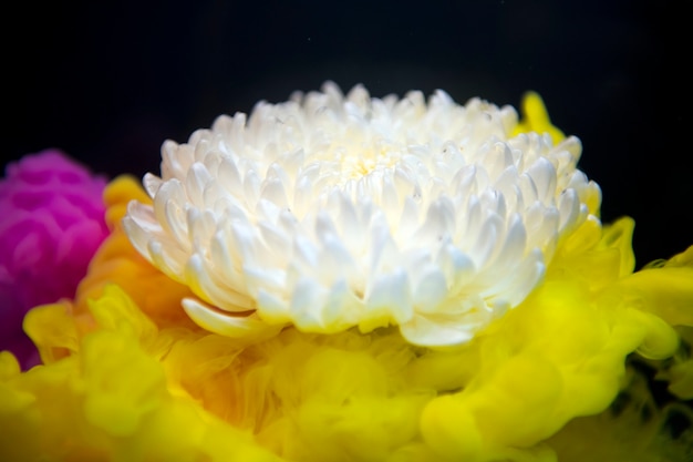 Free photo abstract yellow color drop to the water flower shape