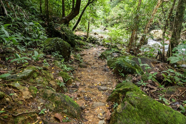 Abundant forest in Thailand