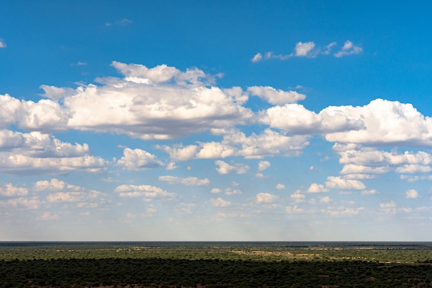 Free photo acacia tree with blue sky background in etosha national park, namibia. south africa