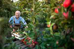 Free photo active senior farmer arranging freshly harvested apple fruit in orchard