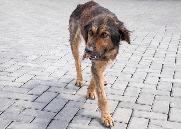 Adorable abandoned dog waiting to be adopted by someone