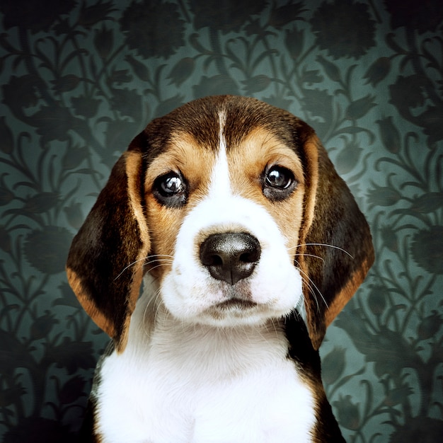 Free photo adorable beagle puppy solo portrait