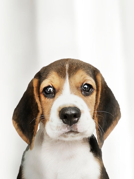 Adorable Beagle puppy solo portrait