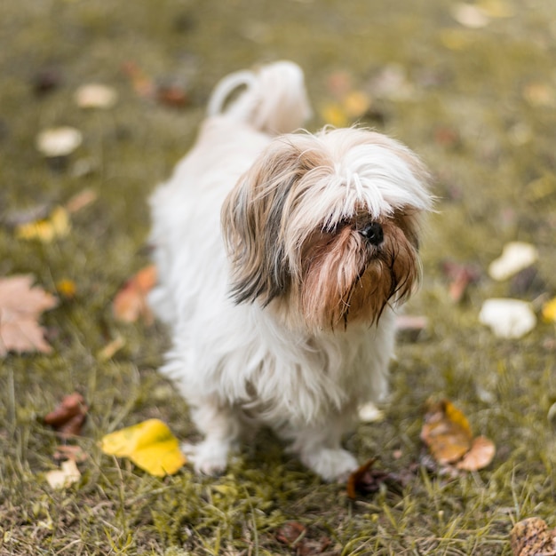 Free Photo adorable bichon outdoors