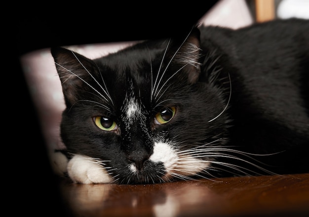 Free Photo adorable black cat with green eyes sitting on the bed